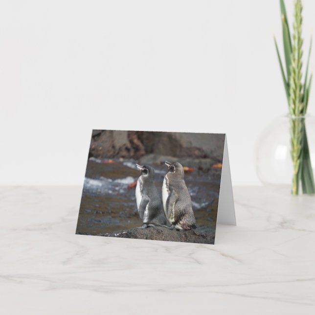 Cartão Galapagos Penguin Pair Greeting Card (Frente)