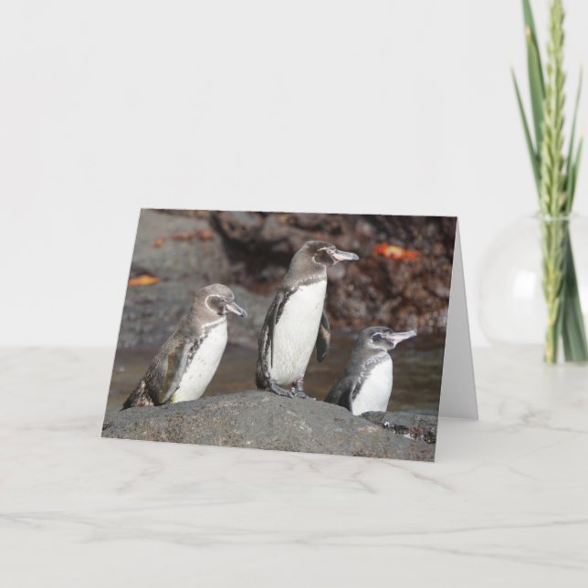 Cartão Galapagos Penguins Folded Greeting Card (Frente)