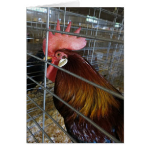 Cartão Galinha