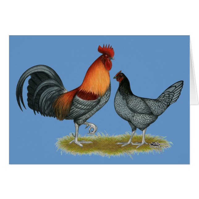Cartão Galinha Azul de Delaware (Frente horizontal)