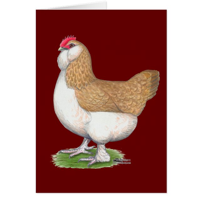 Cartão Galinha de Faverolle (Frente)