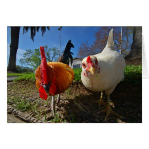 Cartão galinha e galo