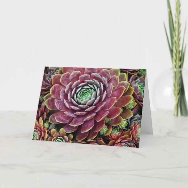 Cartão Galinha e pintinhos (Frente)