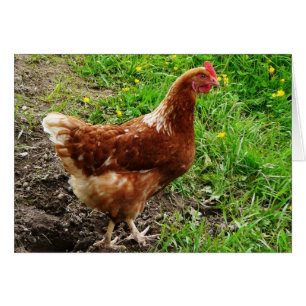 Cartão Galinha vermelha pequena - camada ar livre do ovo