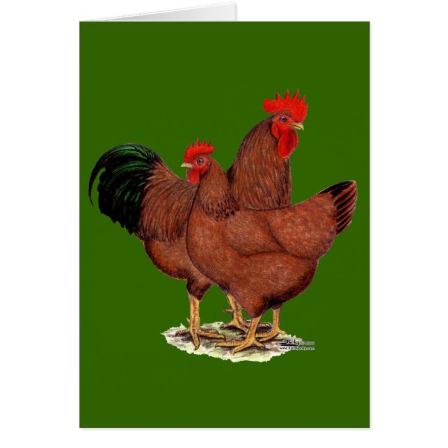 Cartão Galinhas do vermelho da produção (Frente)