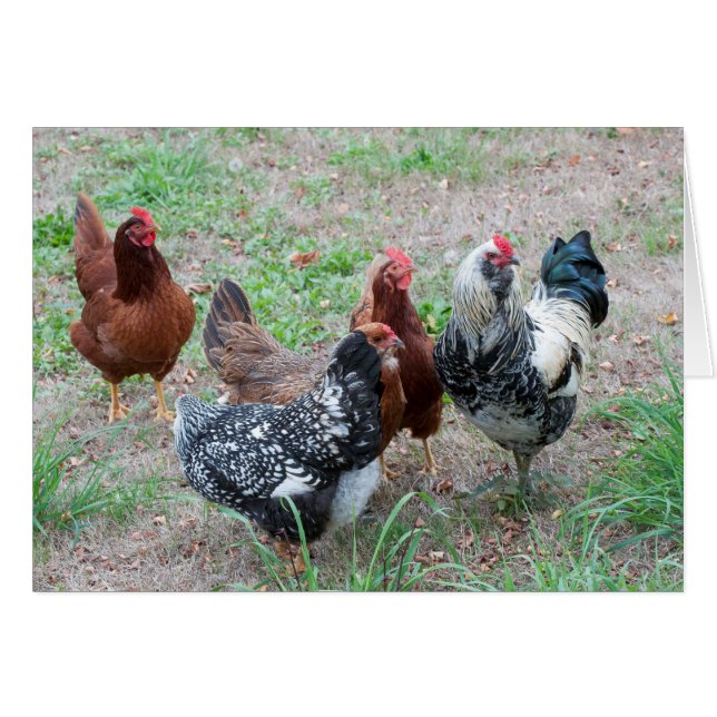 Cartão Galinhas na jarda (Frente Horizontal)