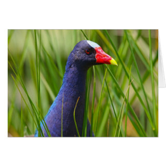 Cartão Gallinule roxo