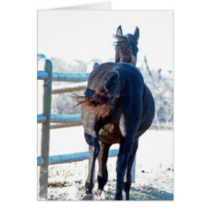 Cartão Gallop Afway