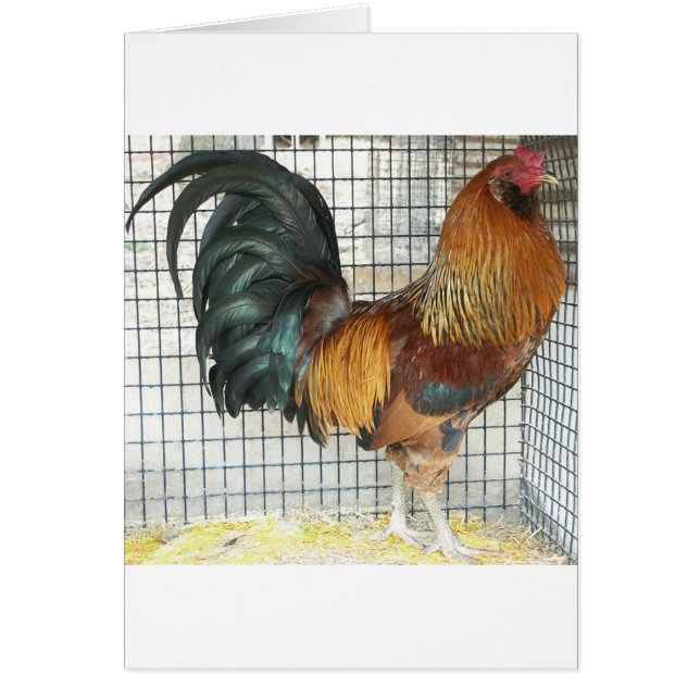 Cartão Galo (Frente)