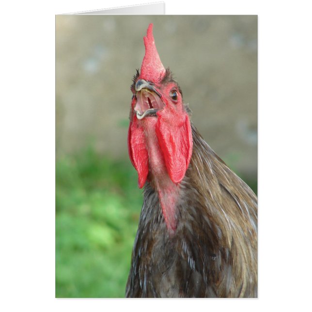 Cartão Galo Azul de Corte (Frente)