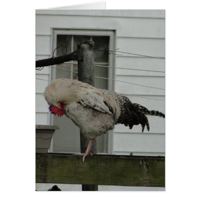 Cartão Galo curvado/oração (Frente)