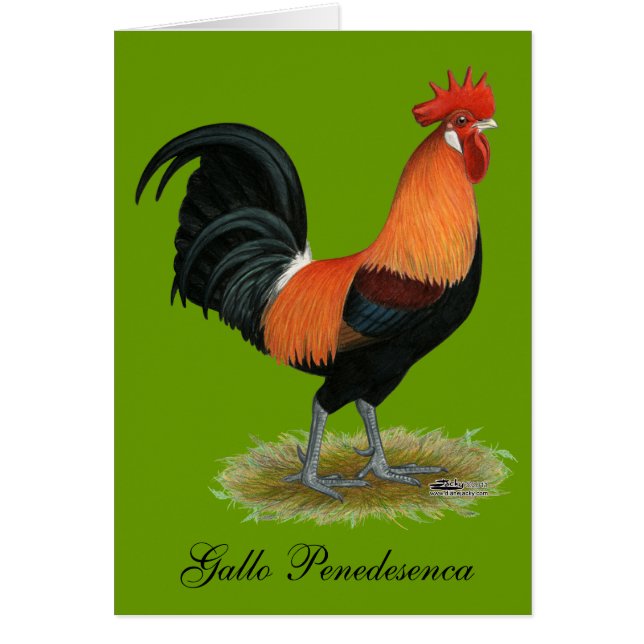 Cartão Galo de Penedesenca (Frente)