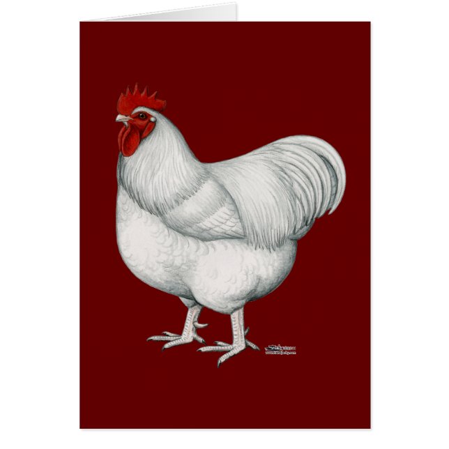 Cartão Galo do branco de Orpington (Frente)