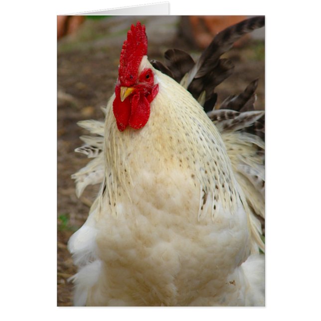 Cartão Galo em um Dia Vento (Frente)