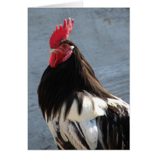 Cartão Galo Lakenvelder