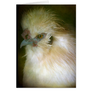 Cartão Galo Silkie