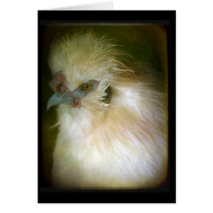 Cartão Galo Silkie