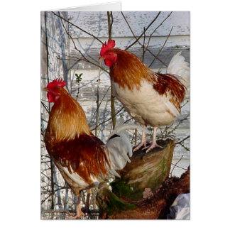 Cartão Galo-um-doodle-faça