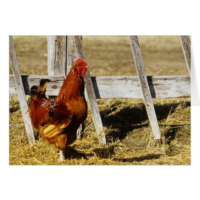 Cartão Galo Vermelho de Rhode Island (Frente Horizontal)