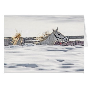Cartão Galopagem De Cavalo Branco Na Neve
