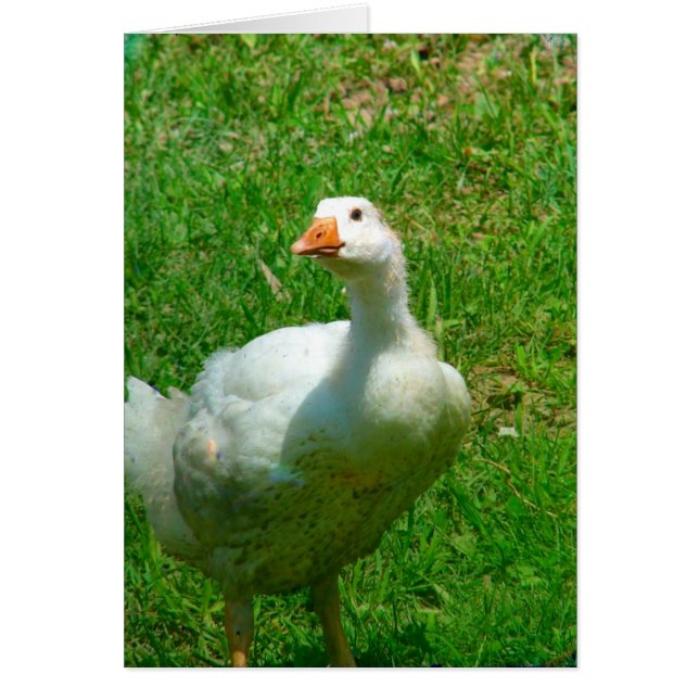 Cartão Gander (Frente)