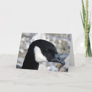 Cartão Ganso canadense