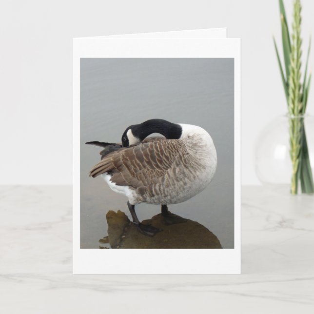 Cartão ganso canadense (Frente)