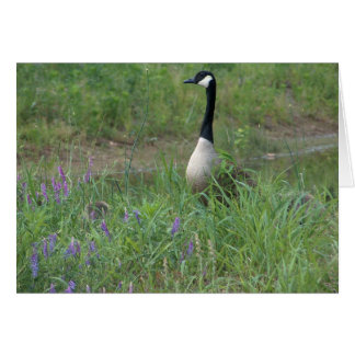 Cartão Ganso com ganso escondendo