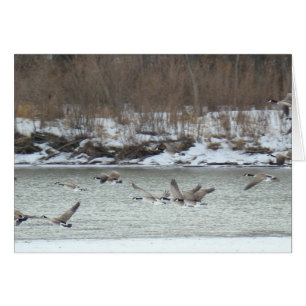 Cartão Gansos canadenses B7 em voo