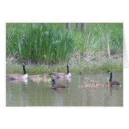 Cartão Gansos e Goslings em um Pond