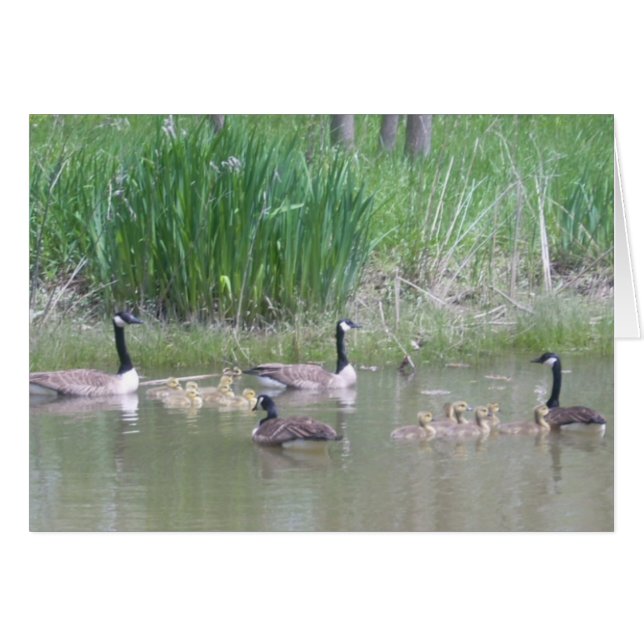 Cartão Gansos e Goslings em um Pond (Frente Horizontal)