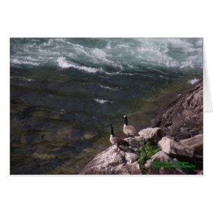 Cartão Gansos na água