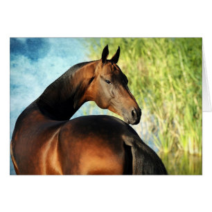 Cartão Garanhão de Akhal-teke