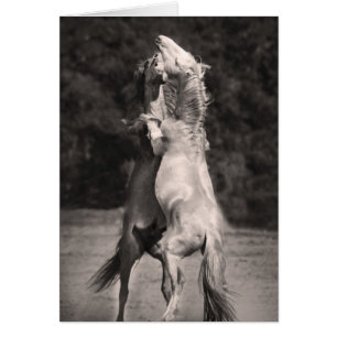 Cartão Garanhões da dança