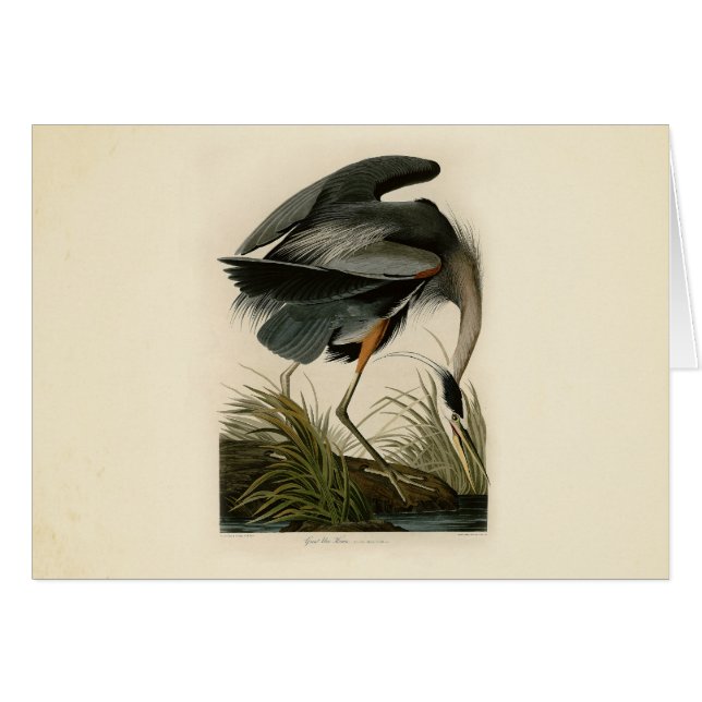 Cartão Garça-azul-grande de Audubon Marsh Bird (Frente Horizontal)