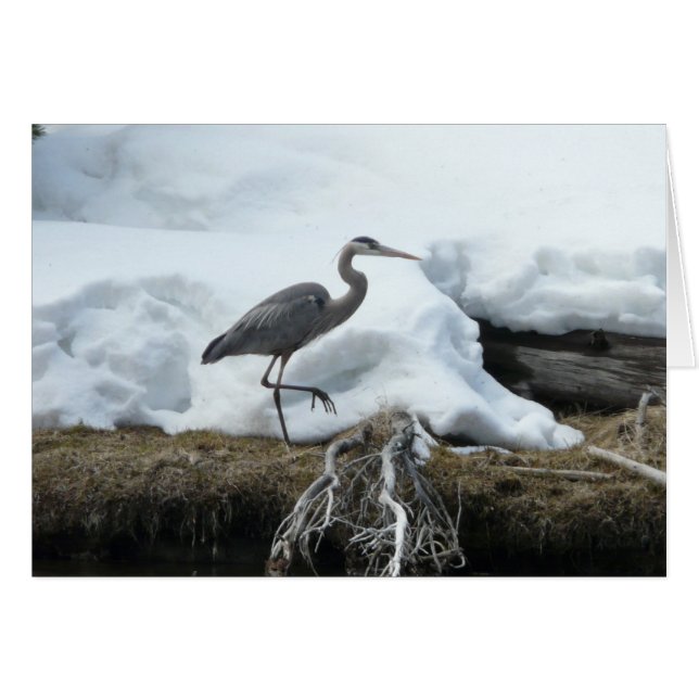 Cartão Garça-real de grande azul (Frente Horizontal)