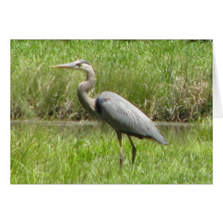 Cartão Garça-real de grande azul