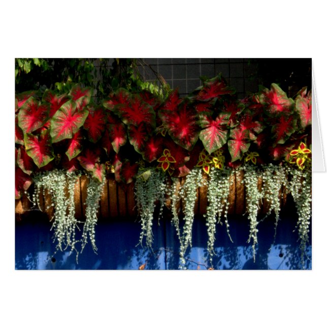 Cartão Garden Center #34 de Wegerzyn (Frente Horizontal)