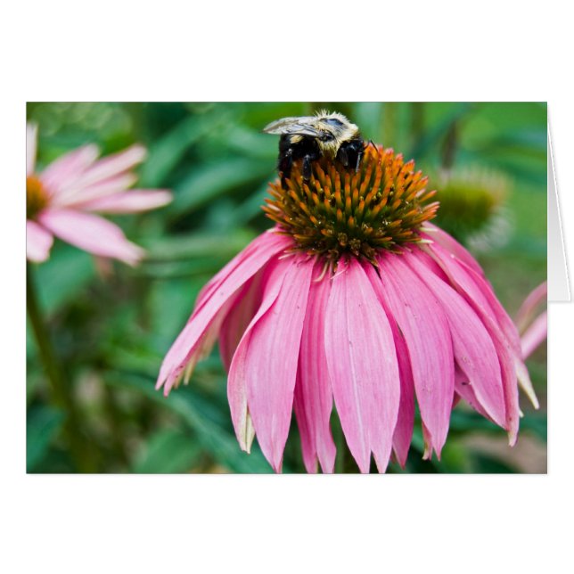 Cartão Garden Delight (Frente horizontal)