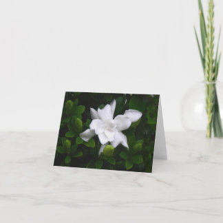 Cartão Gardenias de brotamento Notecard floral
