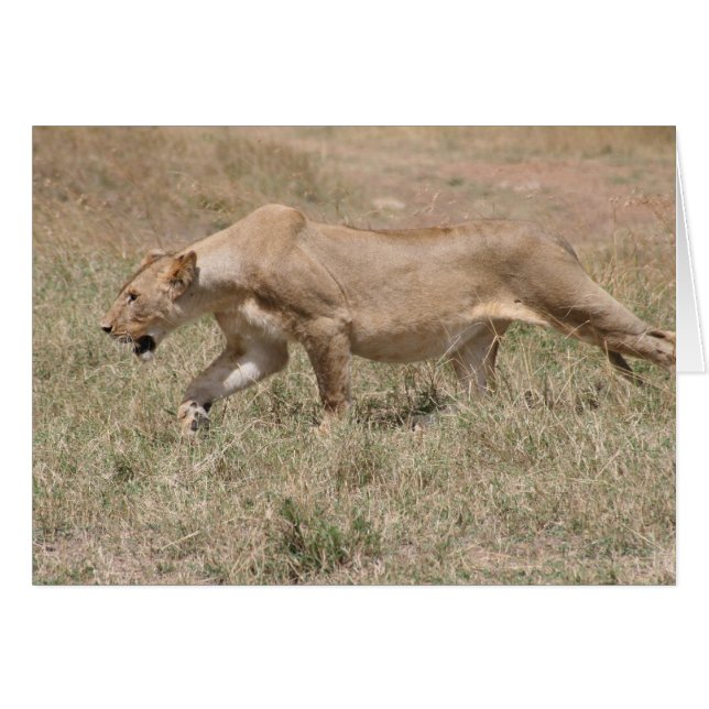 Cartão garfo de leão (Frente Horizontal)