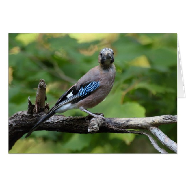 Cartão Garrulus glandarius - Eichelhäher (Frente horizontal)