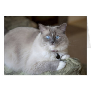 Cartão Gata Ragdoll Fêmea