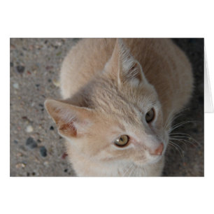 Cartão Gatinho