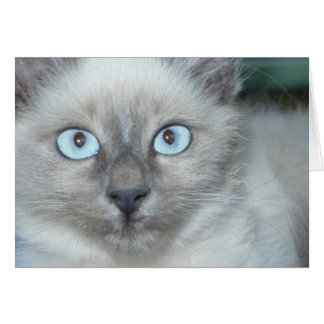 Cartão Gatinho