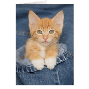 Cartão Gatinho azul da laranja do bebê de Jean