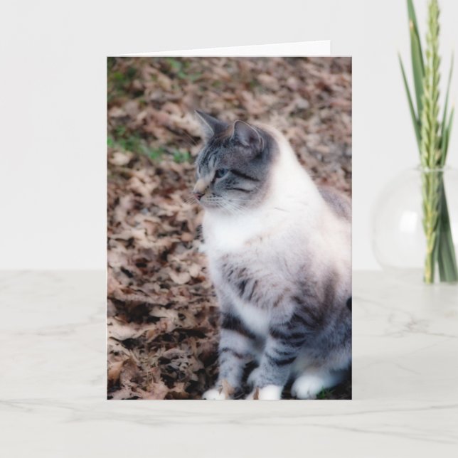 Cartão Gatinho bonito (Frente)