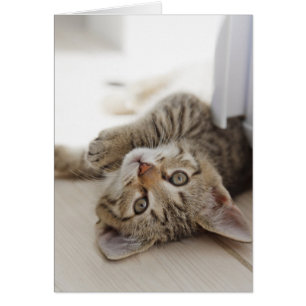 Cartão Gatinho Bonito