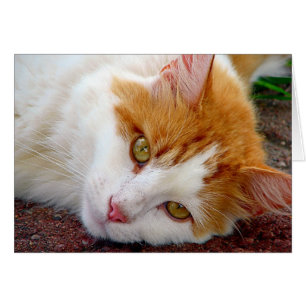 Cartão Gatinho bonito