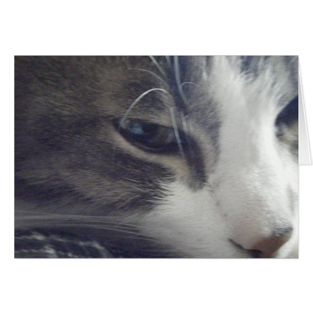 Cartão Gatinho bonito (Frente horizontal)